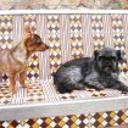 Junior y puk