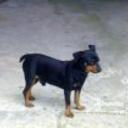 Kodo