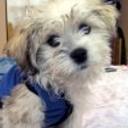 Chiki