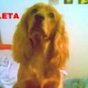 Yogui