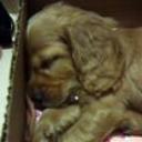 Goldy