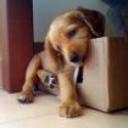 Goldy