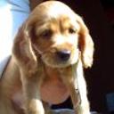 Goldy