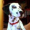Bruno