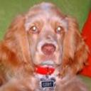 Coby