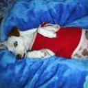 Chiqui
