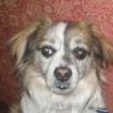 Toby