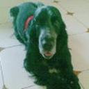 Blacky