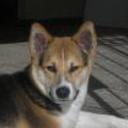 Otto