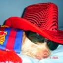 Pipo