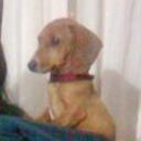 Bichi