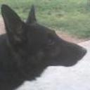 Blass