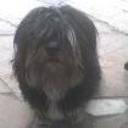 Popi