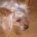 Bugsy