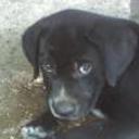Clifford