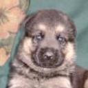 Bruce