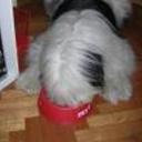 Homero
