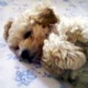 Fiocco
