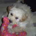 Duque