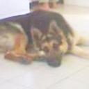 Falucho