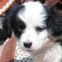Pinina