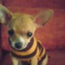 Chipiche