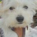Chato