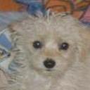 Chato