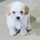 Peluche