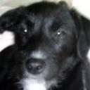 Negra