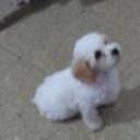 Peluche