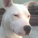 Pepina