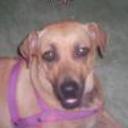 Sofi
