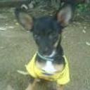 Pipo