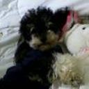 Pipi