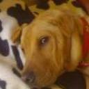 Shila