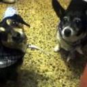 Cuca y daen