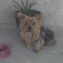 Lola