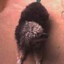 Negrita