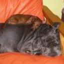 Don y cleopatra