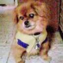 Pingo