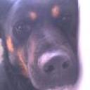 Merlino