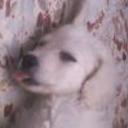 Copito