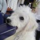 Copito