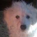 Copito