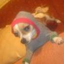 Shaggy