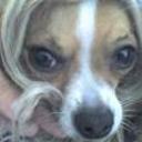 Shaggy