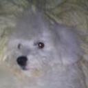 Princesa alfonzo alarcon