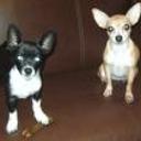 Bebo y beba