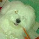 Yako